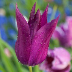 Purple Dream Eflatun Osmanlı Lale Soğanı (5 adet)