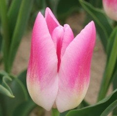 Royal Ten Sugar Pembe Lale Soğanı (5 adet)