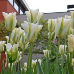Spring Green Beyaz Lale Soğanı (5 adet)