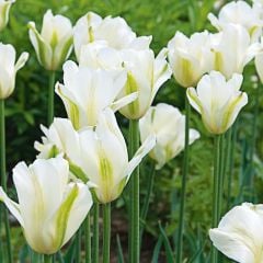 Spring Green Beyaz Lale Soğanı (5 adet)