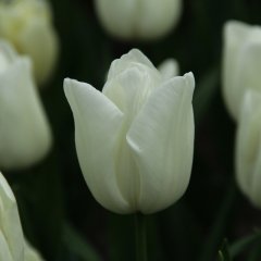 White Marvel Lale Soğanı ( 5 soğan)