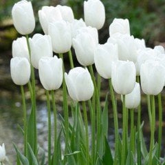 White Marvel Lale Soğanı ( 5 soğan)