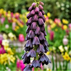 Mor Renkli Fritillaria Persica Ters Lale Soğanı (6 Adet)