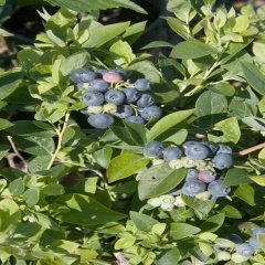 Tüplü Şifalı Erkenci Sharp Blue Yaban Mersini Fidanı