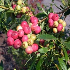 Tüplü Özel Çeşit Pembe Lemonede Yaban Mersini Fidanı