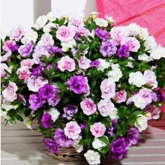 Katmerli Calita Double Mixed Calibrochoa Çiçeği Fidesi (5 adet)