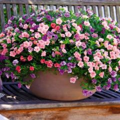 Katmerli Calita Double Mixed Calibrochoa Çiçeği Fidesi (5 adet)