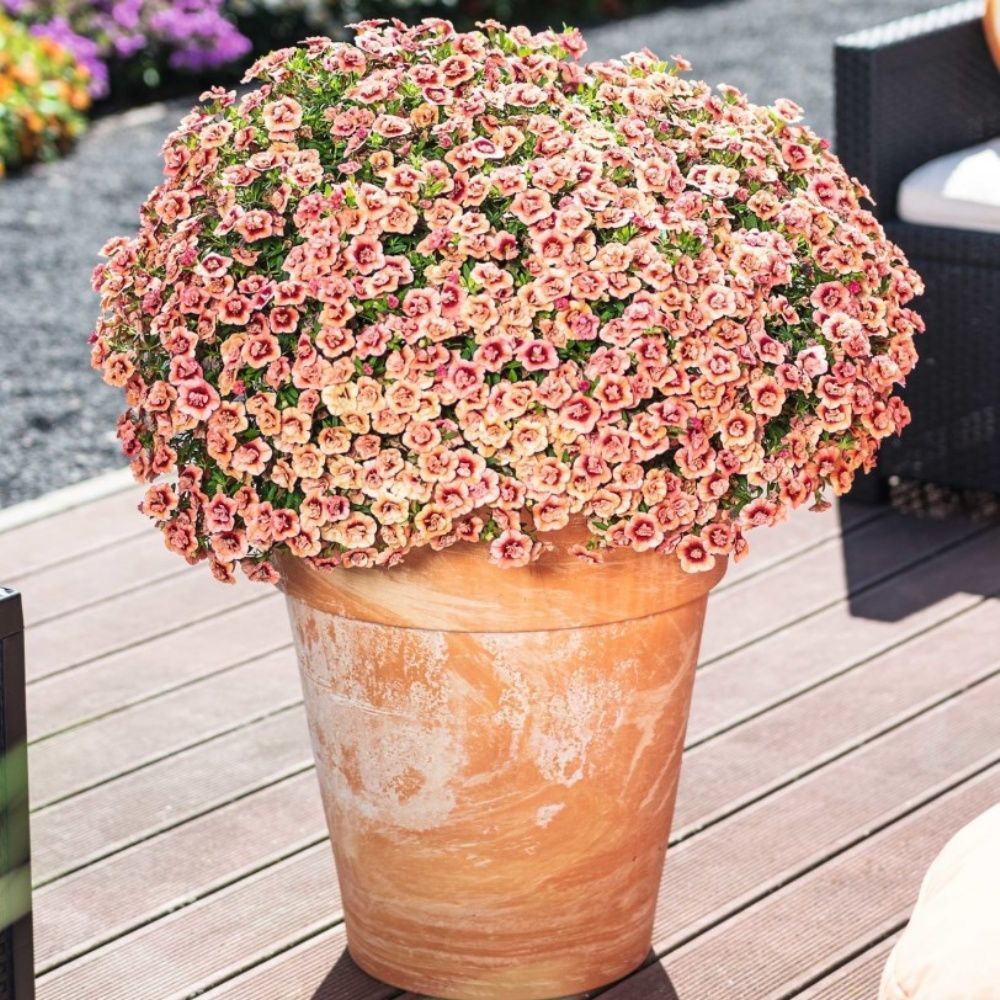 Katmerli Calita Double Apricot Milyonlar Çanı Calibrochoa Çiçeği Fidesi (10 adet)