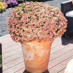 Katmerli Calita Double Apricot Milyonlar Çanı Calibrochoa Çiçeği Fidesi (10 adet)