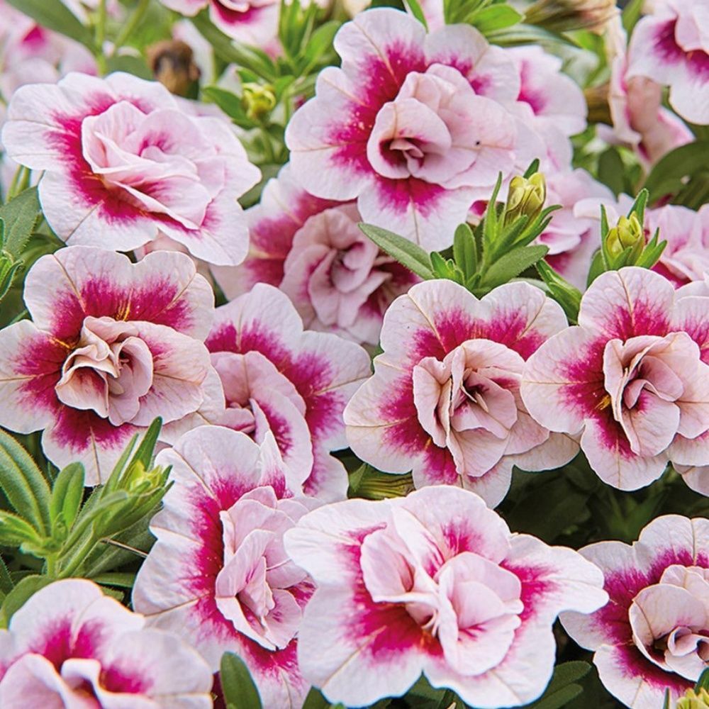Katmerli Calita Double Rose Bicolor Milyonlar Çanı Calibrochoa Çiçeği Fidesi (10 adet)