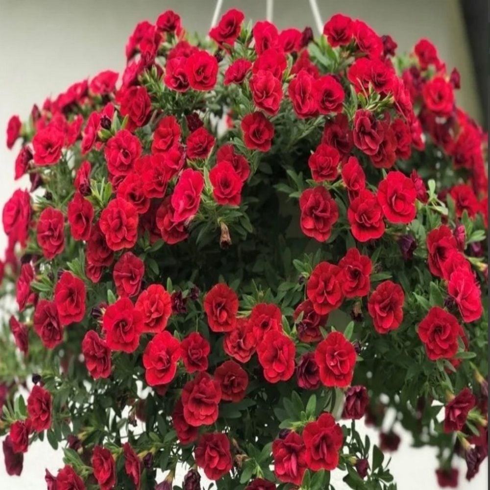Katmerli Calita Double Red Milyonlar Çanı Calibrochoa Çiçeği Fidesi (10 adet)
