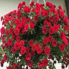 Katmerli Calita Double Red Milyonlar Çanı Calibrochoa Çiçeği Fidesi (10 adet)