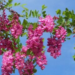 Tüplü Yoğun Kokulu Pembe Çiçekli Akasya (Robinia Hispida) Fidanı