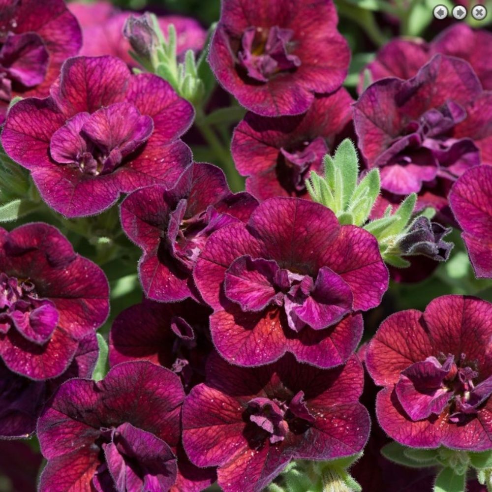 Katmerli Calita Double Red Wine Milyonlar Çanı Calibrochoa Çiçeği Fidesi (10 adet)
