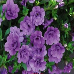Katmerli Calita Double Sku Blue Milyonlar Çanı Calibrochoa Çiçeği Fidesi (10 adet)