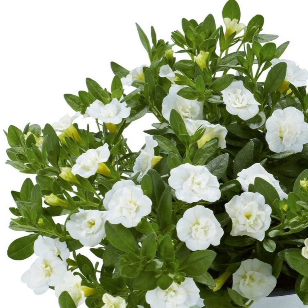 Katmerli Calita Double Snow Milyonlar Çanı Calibrochoa Çiçeği Fidesi (10 adet)