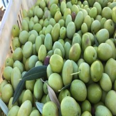 Doğal Orta Boy Domat Zeytin (5 kg)