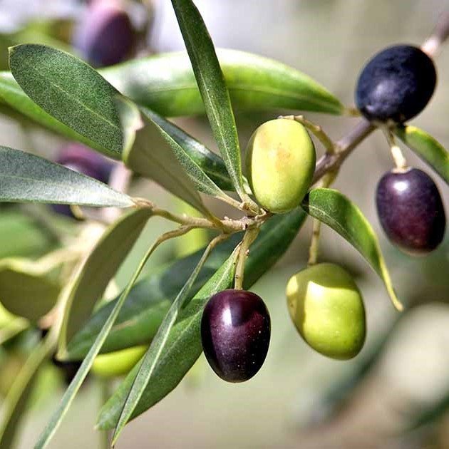 Kırmalık İri Boy Gemlik Trilye Zeytin (5 kg)