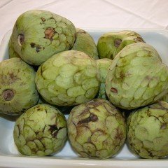Tüplü Özel Çeşit Nadir Bulunan Çerimoya (Annona cherimola) Fidanı