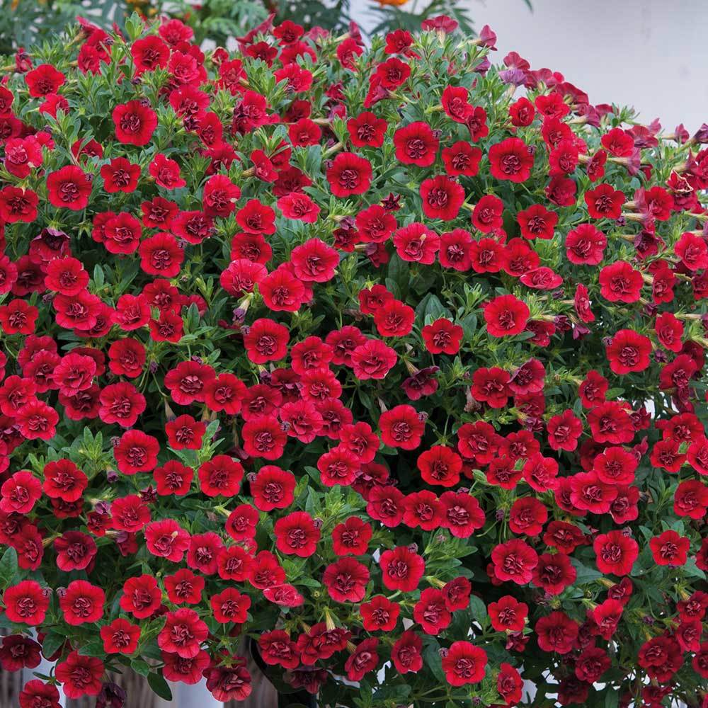 Calita Katmerli Double Red Calibrochoa Çiçeği Fidesi (2 adet)