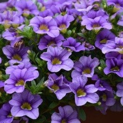 Calita Katmerli Double Sky Blue Calibrochoa Çiçeği Fidesi (2 adet)