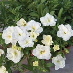 Calita Katmerli Double Snow Calibrochoa Çiçeği Fidesi (2 adet)