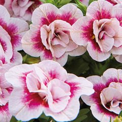 Calita Katmerli Double Sunset Bicolor Calibrochoa Çiçeği Fidesi (2 adet)