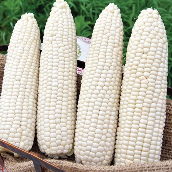 Ata Tohum Geleneksel Hickory King White Beyaz Süt Mısırı Tohumu(5 tohum)