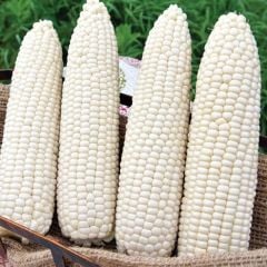 Ata Tohum Geleneksel Hickory King White Beyaz Süt Mısırı Tohumu(5 tohum)
