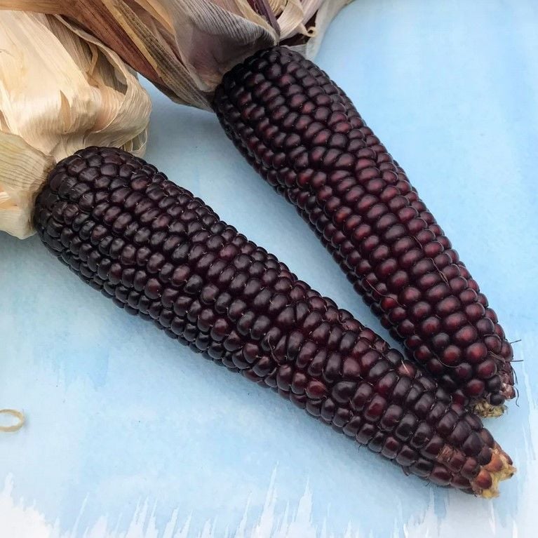 Ata Tohum Geleneksel Japonica Striped Mısır Tohumu(10 tohum)