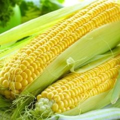 Ata Tohum Geleneksel Haşlamalık Süt Mısırı Tohumu (20 tohum)