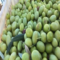 Doğal İri Boy Yeni Mahsül Yeşil Domat Zeytin (10 kg)