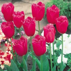 Fırfırlı Burgundy Lale Soğanı (4 Soğan)