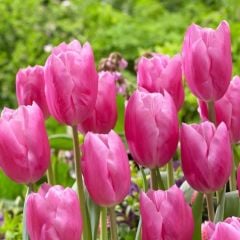 İri Kafa Jumbo Pink Lale Soğanı (4 Soğan)