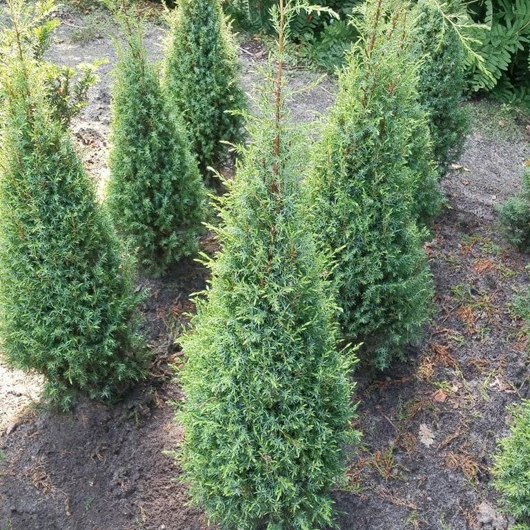 Tüplü Roket(Skyrocket) Ardıç Fidanı (90-140 cm)