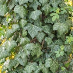 Tüplü Hedera Helix Yeşil Duvar Sarmaşığı Fidanı (80-120 cm)