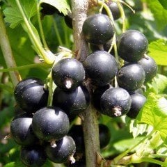 Tüplü Aromatik Golyat Siyah Frenk Üzümü Fidanı