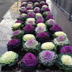 Mix Colour (Brassicaceae) Karışık Süs Lahanası Fidesi (5 Adet)