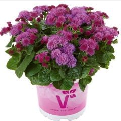 Ariella Violet Vapur Dumanı Çiçeği Fidesi (1 adet)