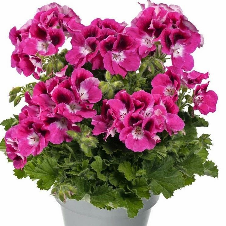 Aristo Magenta Fuşya Sardunya Canan Çiçeği Fidesi (1 adet)