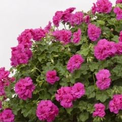 Grandeur İvy Violet Sarkan Sakız Sardunya Fidesi (1 adet)