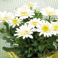 Erato Double Lemon Katlı Bodrum Papatyası Çiçeği Fidesi (3 adet)