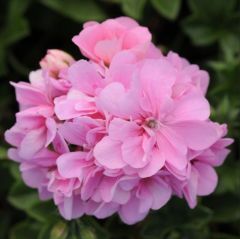 Pembe Grandeu İvy Pink Sakız Sardunya Çiçeği Fidesi
