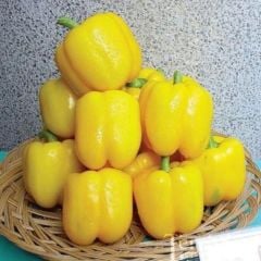 Lezzetli Sarı Kaliforniya Dolmalık Biber Fidesi(4 Adet)