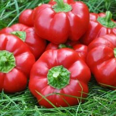 Kamber Domates Biber Fidesi (5 adet)
