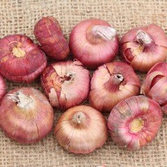 Gladiolus Purple Swan Mor Glayör Çiçeği Yumrusu Soğanı (2 adet)