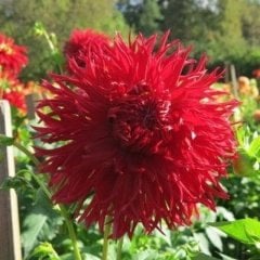Jax Dahlia İri Yıldız Çiçeği Yumrusu (1 Adet)