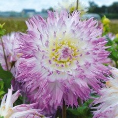 Alauna Atalante Dahlia İri Yıldız Çiçeği Yumrusu (1 Adet)