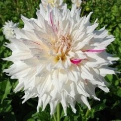 Riviera Dahlia İri Yıldız Çiçeği Yumrusu (1 Adet)