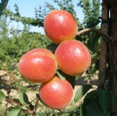Tüplü Aşılı İri Meyveli Verimli Perfect Red Aldeniz Kayısı Fidanı